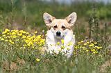CORGI PEMBROKE 392
